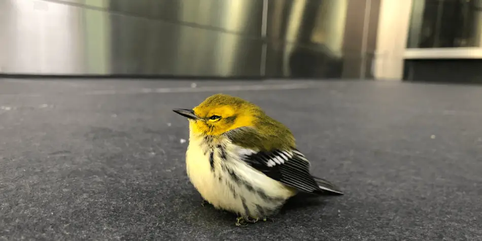 bird stunned on ground